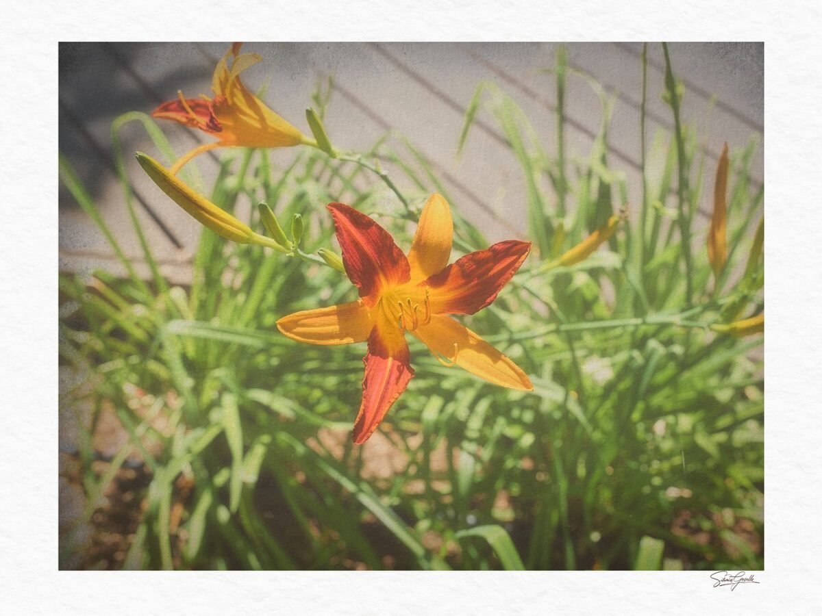 Vibrant Orange Daylily Canvas Art – Wall Art Decor