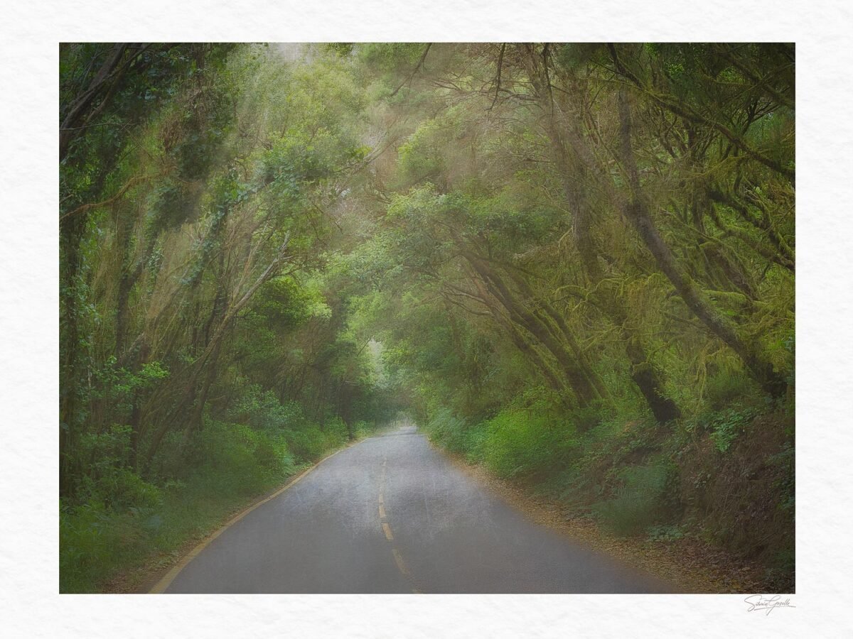 Mystical Forest Prints – Garajonay