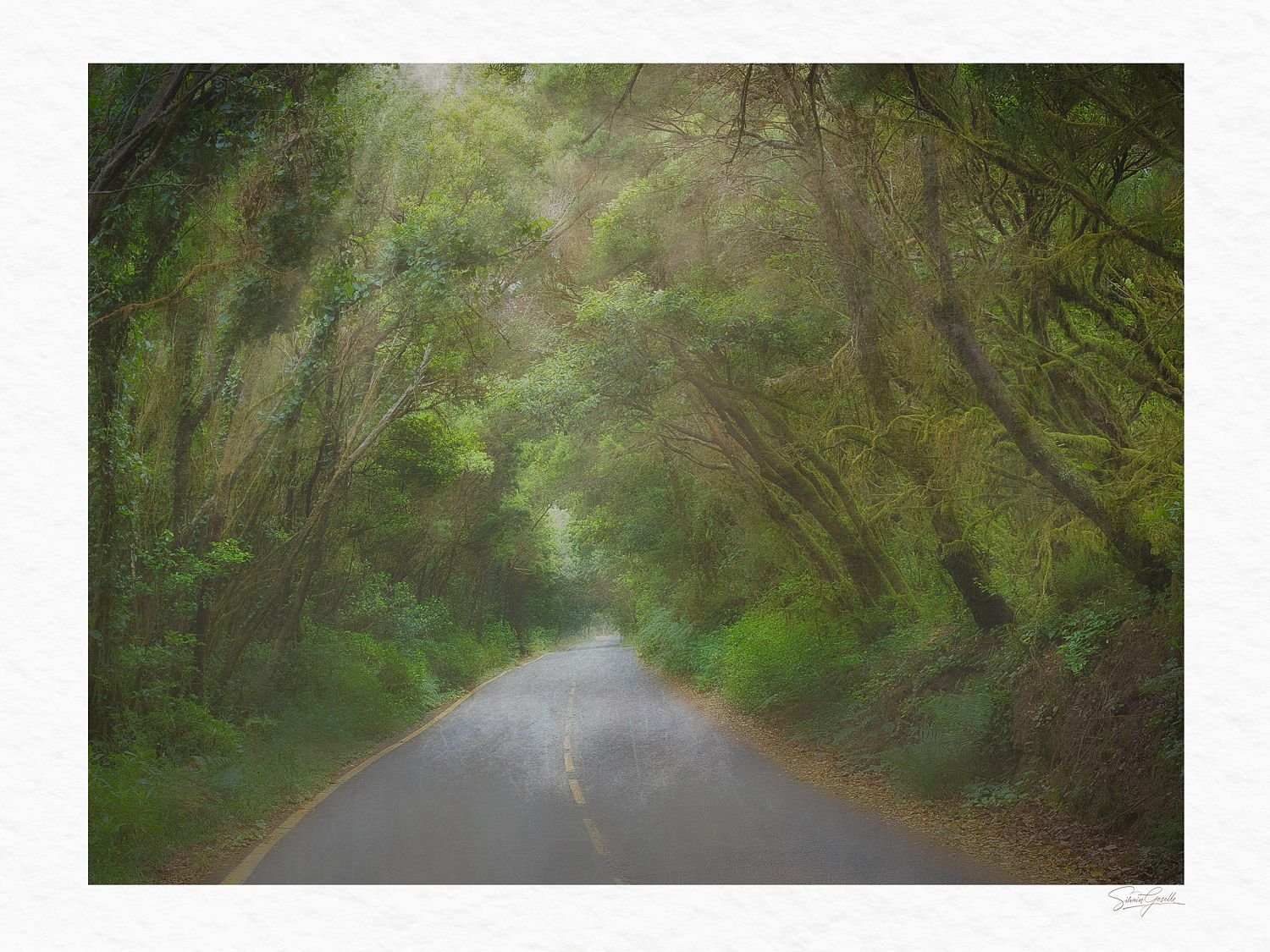 Winding asphalt road through a misty laurel forest showcasing mystical forest prints from PalePiece