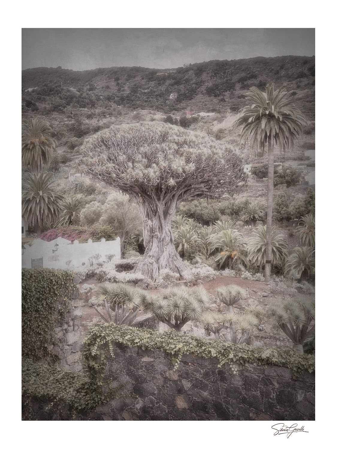 The Ancient Guard of Tenerife